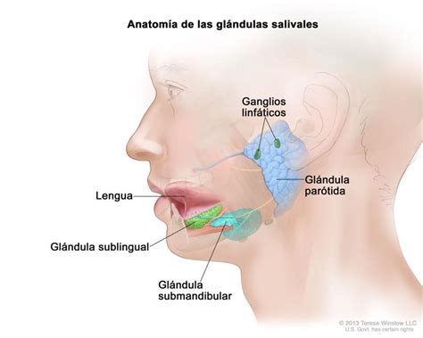 Patología de las Glándulas Salivales Barcelona TMJ Clinic