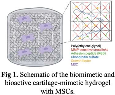 Biomimetic And Bioactive Hydrogels With Tethered Growth Factors For