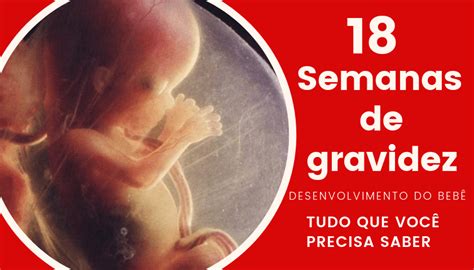 18 Semanas De Gravidez Desenvolvimento Fetal Cantinho Infantil Da Mamãe