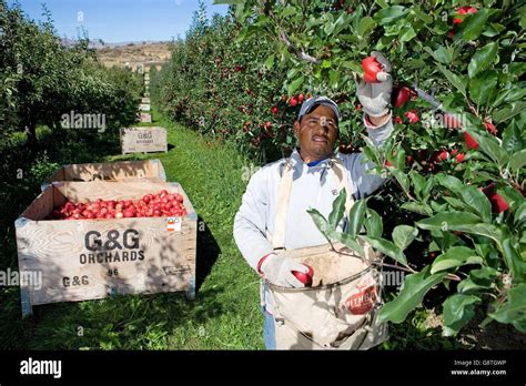 Workers Harvest Apples At G G Orchards In Yakima Washington The