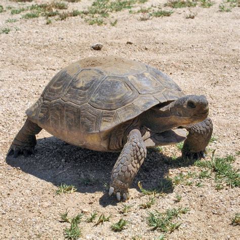 Usfws Proposes To Streamline Desert Tortoise Incidental Take Bell Kearns