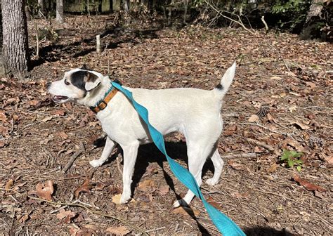 Petunia – It Takes A Village Rescue, NC
