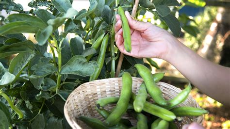 When to Harvest Fava Beans - Back Gardener