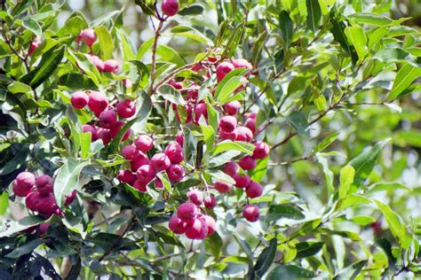 Syzygium Smithii Lilly Pilly Burringbar Rainforest Nursery