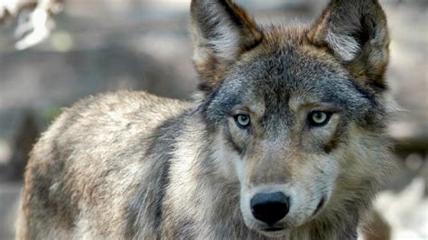 California Identifies New Rare Gray Wolf Pack Nbc Bay Area