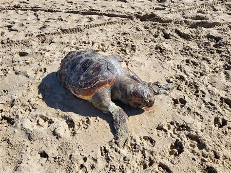 Aparece Una Tortuga Muerta En Una Playa De Conil