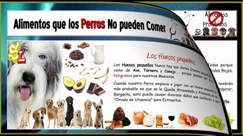 Lista De Alimentos Que No Pueden Comer Los Perros Alimentos Dañinos Y