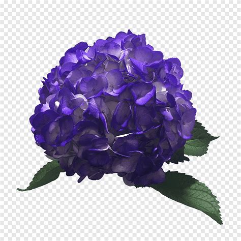 Hortensia color azul lavanda azul hortensia púrpura azul png PNGEgg