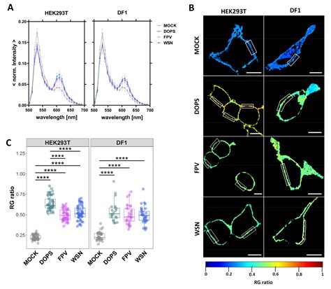 Influenza A Virus Infection Alters Lipid Packing and Surface Electrostatic Potential of the Host