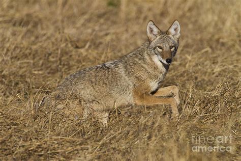 Coyote running Photograph by Bryan Keil - Fine Art America