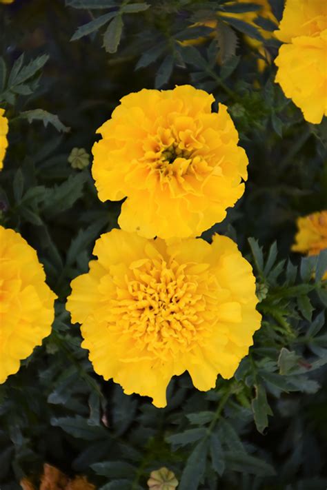 Bonanza Yellow Marigold Tagetes Patula Bonanza Yellow In Fayetteville Springdale Rogers