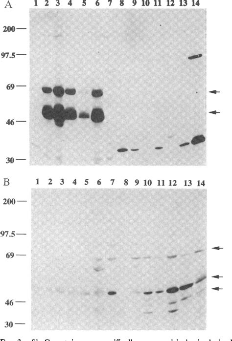 Figure 1 From A Mammalian Adaptor Protein With Conserved Src Homology 2