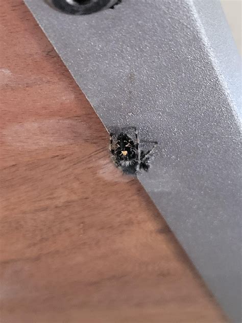 Crawling around my apartment, Philadelphia, PA : r/spiders