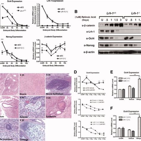 β Catenin Promotes Pluripotency Gene Expression Mouse Esc A Download Scientific Diagram