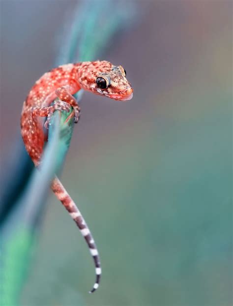 Photograph Gecko By Mustafa Öztürk On 500px Cute Reptiles Reptiles