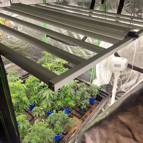 Buying a 1000w LED Grow Light: All You Need to Know | Cultiuana