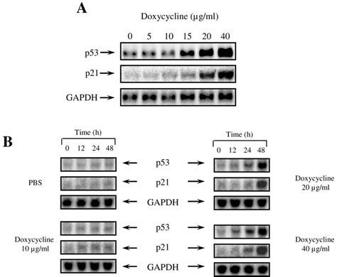 Increased Expression Of P53 And P21 Mrna By Doxycycline In Panc 1 Download Scientific Diagram