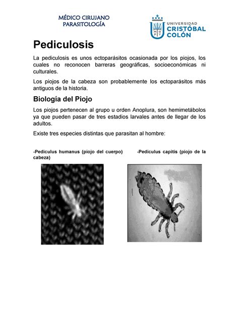 Permanentemente Desarmado Utilizar Información Sobre La Pediculosis Cesta Destello Correo Aéreo