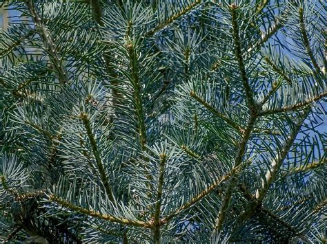 Abies Concolor White Fir Leaf Leaf Abies Concolor White Fir