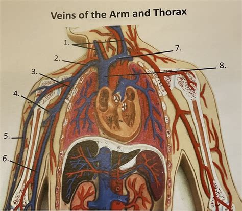 Veins Of The Arm And Thorax Diagram Quizlet