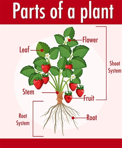 Diagrama Que Muestra Las Partes De Una Planta Vector Premium