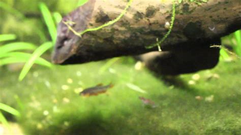 Danio Margaritatus Razbora Galaxy YouTube