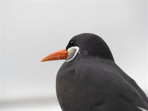 Inca Tern Larosterna Inca Close Up Photo Unusual Sea Bird With White