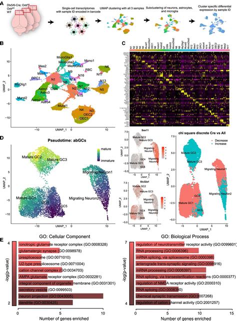 Oxytocin Signaling Is Necessary For Synaptic Maturation Of Adult Born