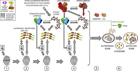 Interactions Between Autophagy Receptors And Ubiquitin Like Proteins