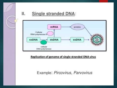 Dna Virus Replication