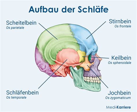 Schl Fe Definition Anatomie Und Funktion Medi Karriere