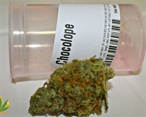 Chocolope Strain Review by 420Cali - My MMJ