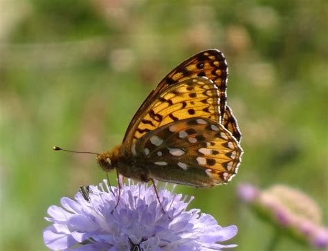 Speyeria Aglaja Dark Green Fritillary Speyeria Aglaja D Flickr