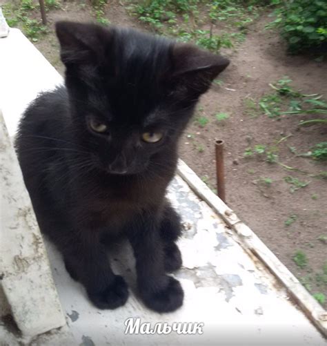 Ищем ответственные ручки двум котятам Котяткам два месяца. К лотку ...