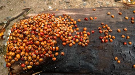 Ladybug Vs Asian Lady Beetle Vs Japanese Beetle Differences The | Hot Sex Picture