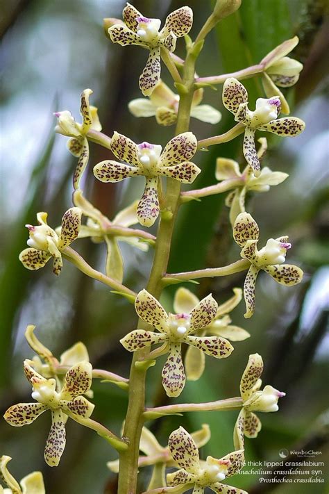 Probably Approximately Correct On Twitter Rt Wenbo Orchid Of Peru