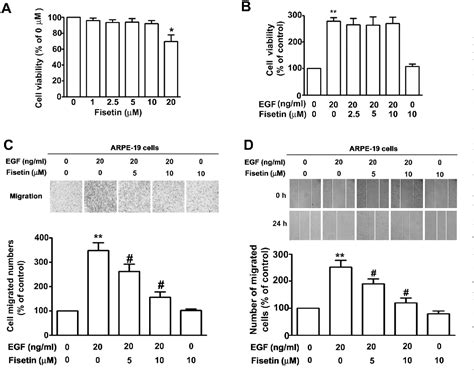 Figure 1 From Fisetin Inhibits Epidermal Growth Factorinduced