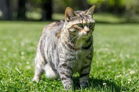 10 Cats That Look Like Tigers Readers Digest