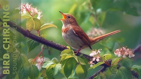 Birds Singing for Relaxation | Melodies | Stress Relief, Depression ...