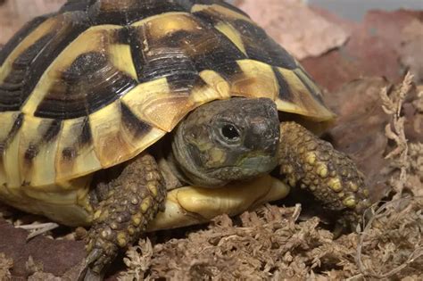 7 Best Pet Tortoise Species for Beginners