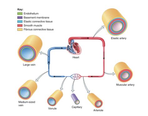 Chapter 15 Blood Vessels And Hemodynamics Flashcards Quizlet