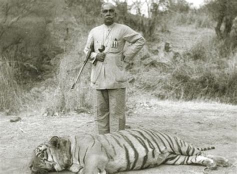 A History Of Man Eating Lions And Tigers The Art Of Manliness