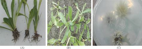 Figure 2 From In Vitro Mass Propagation Of Limonium Sinuatum L Mill