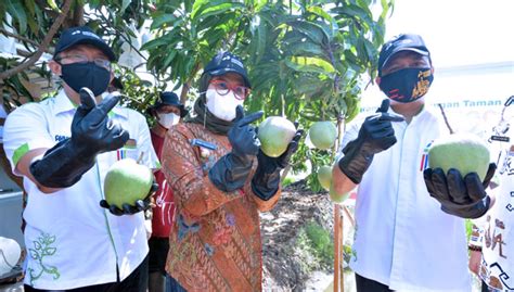 Budidaya Mangga Di Bumi Patra Indramayu Panen Raya Hingga 2 Ton Times