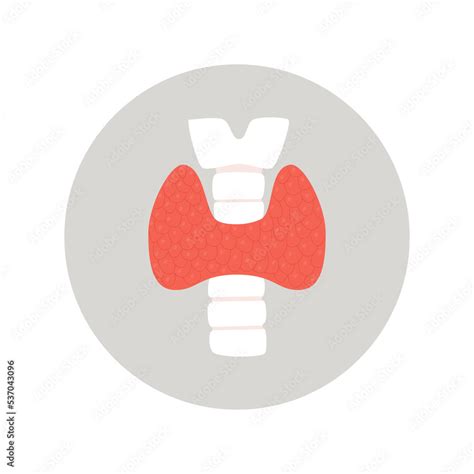 Thyroid Gland Endocrinology System Symbol Organ Responsible For Hormone Production Flat