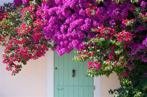 Plant Of The Month Bougainvillea Ransoms Garden Centre