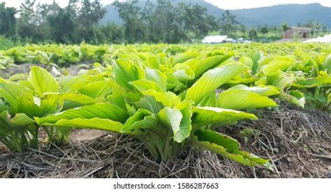 Kaempferia Parviflora Thai Black Ginger Thai Stock Photo 1586287663