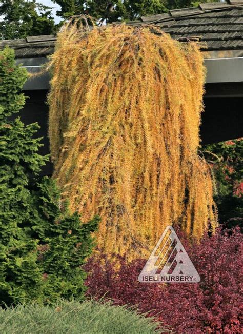 Larix decidua ‘Pendula’ – autumn - Hickory Hollow Nursery and Garden Center