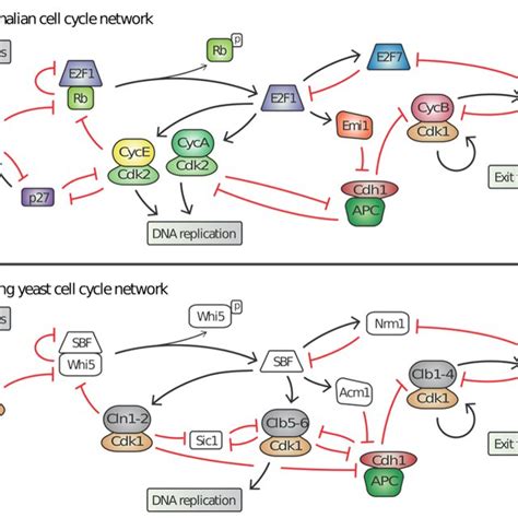 Viral Origin Of Yeast Cell Cycle Transcription Factor Sbf Maximum