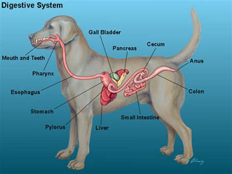 Picture Of Dogs Organs